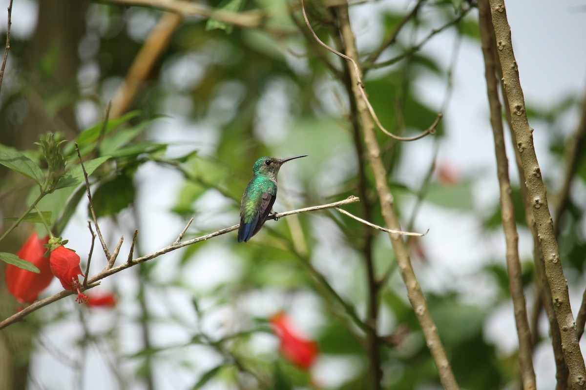 Violet-bellied Hummingbird - Elías  Suárez