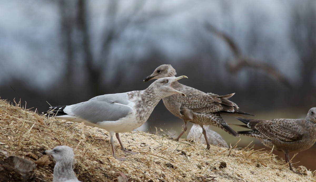 Herring Gull (American) - Jay McGowan