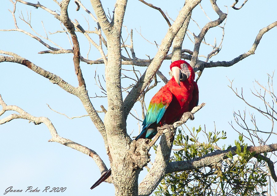 Red-and-green Macaw - ML214520691
