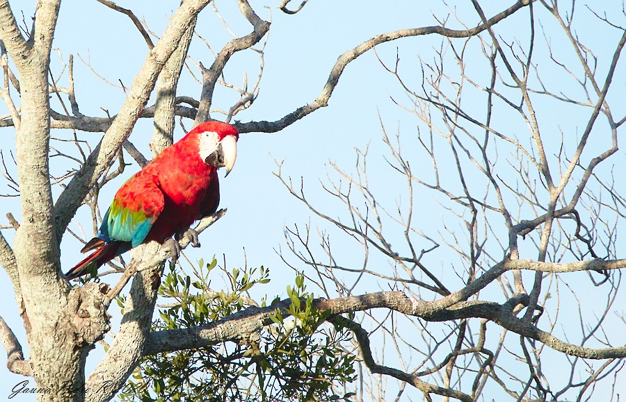 Red-and-green Macaw - ML214520701