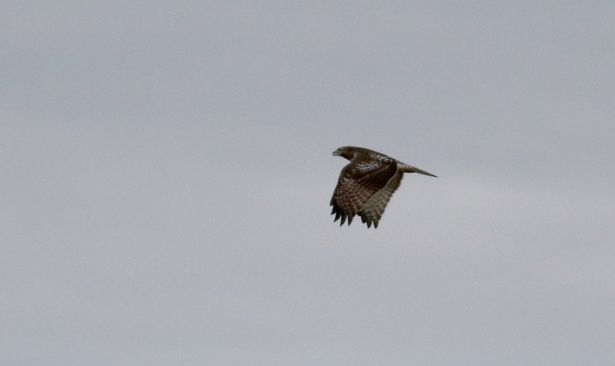 Red-tailed Hawk - ML21452071