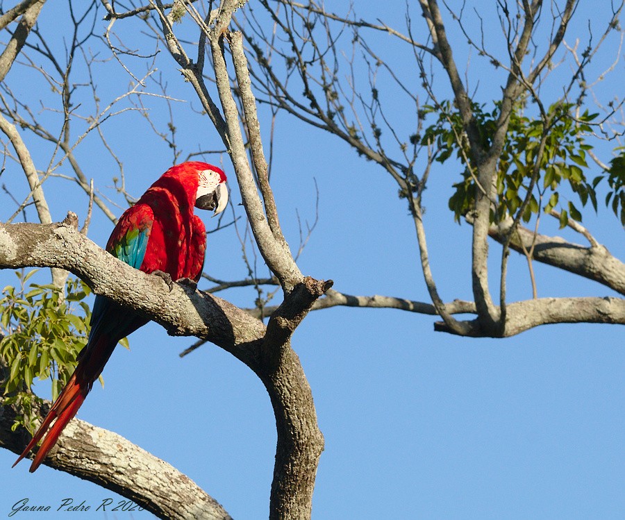 Red-and-green Macaw - ML214520711