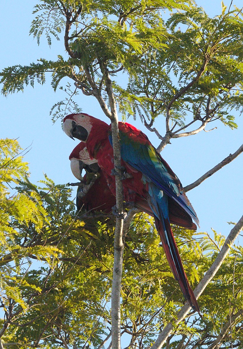 Red-and-green Macaw - ML214520751