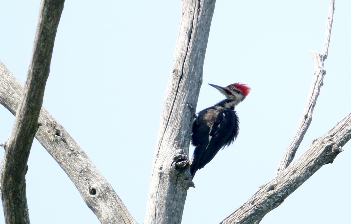 Pileated Woodpecker - ML214520781