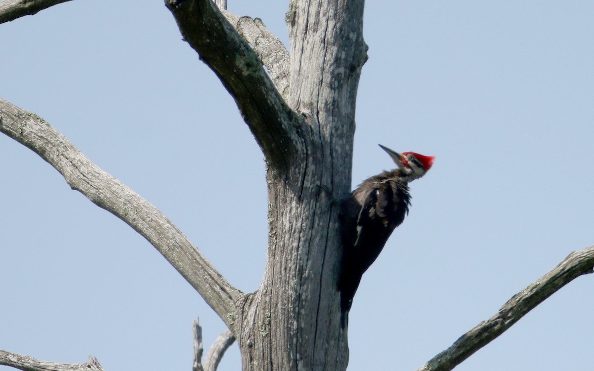 Pileated Woodpecker - ML214520791