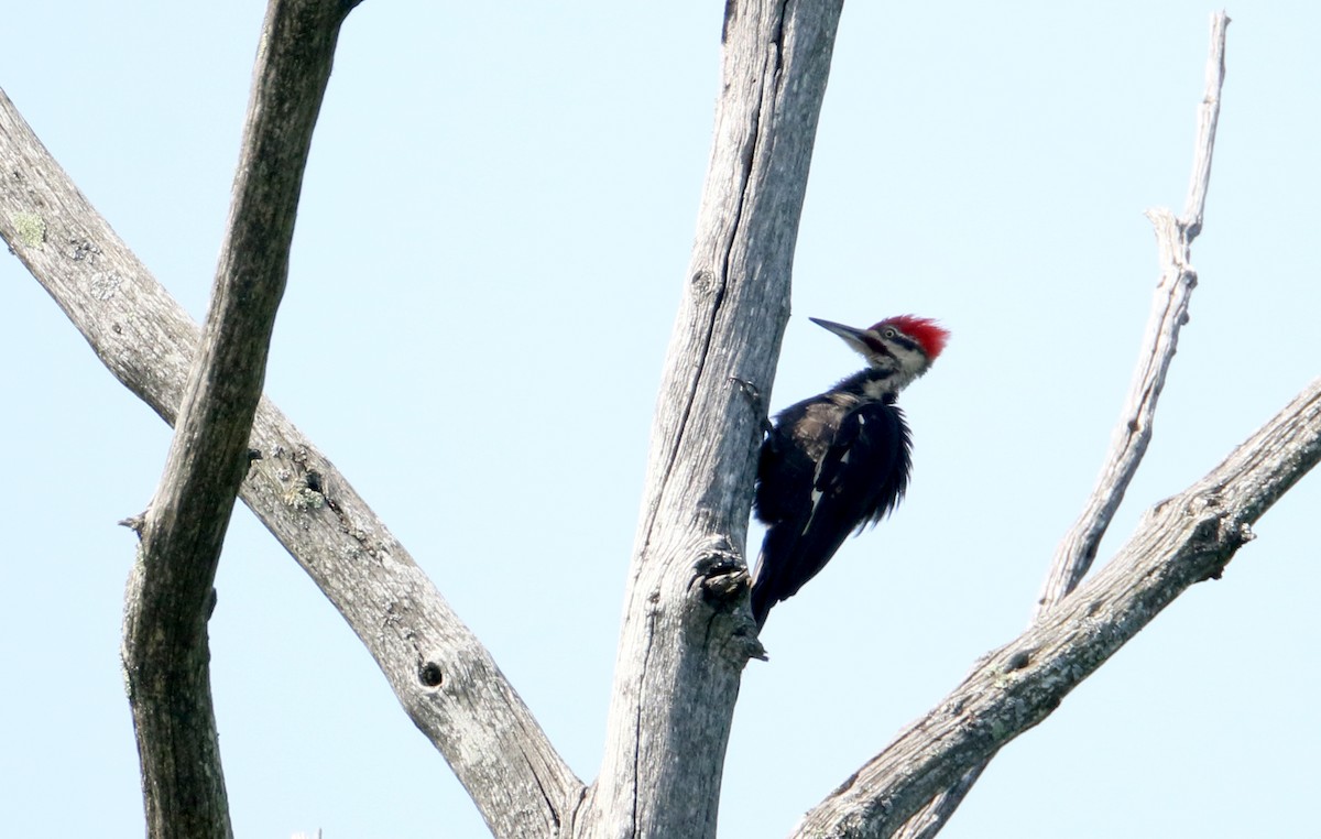 Pileated Woodpecker - ML214520841
