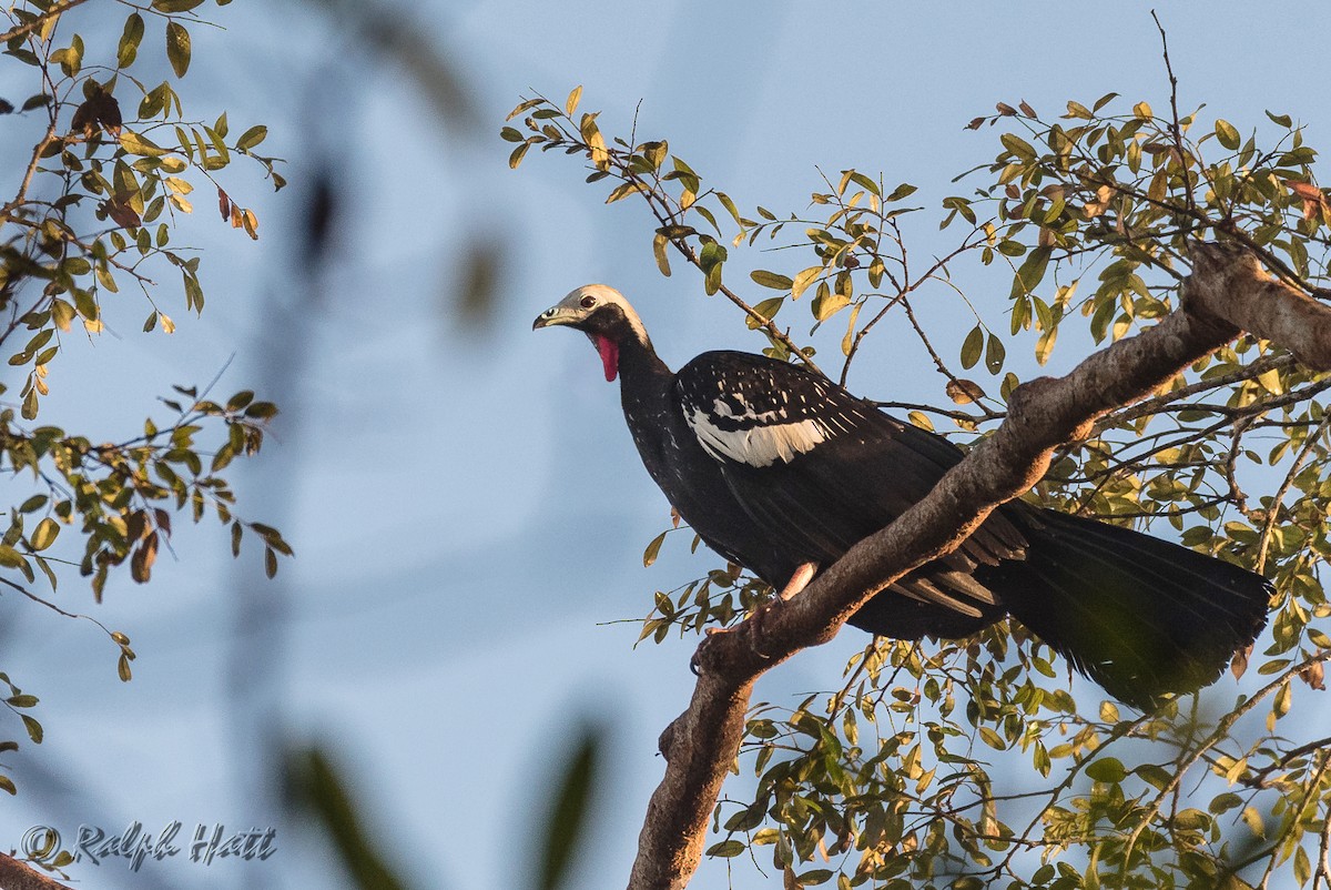 Red-throated Piping-Guan - ML214520921