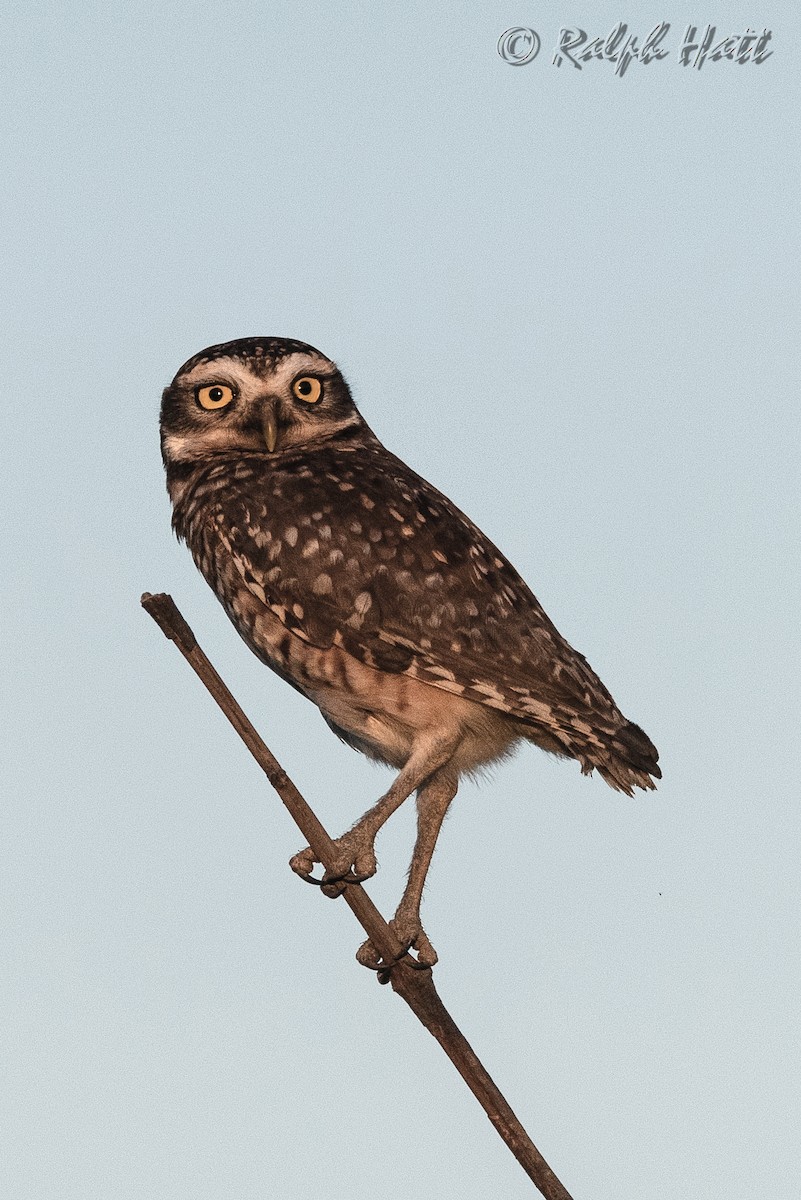 Burrowing Owl - Ralph Hatt