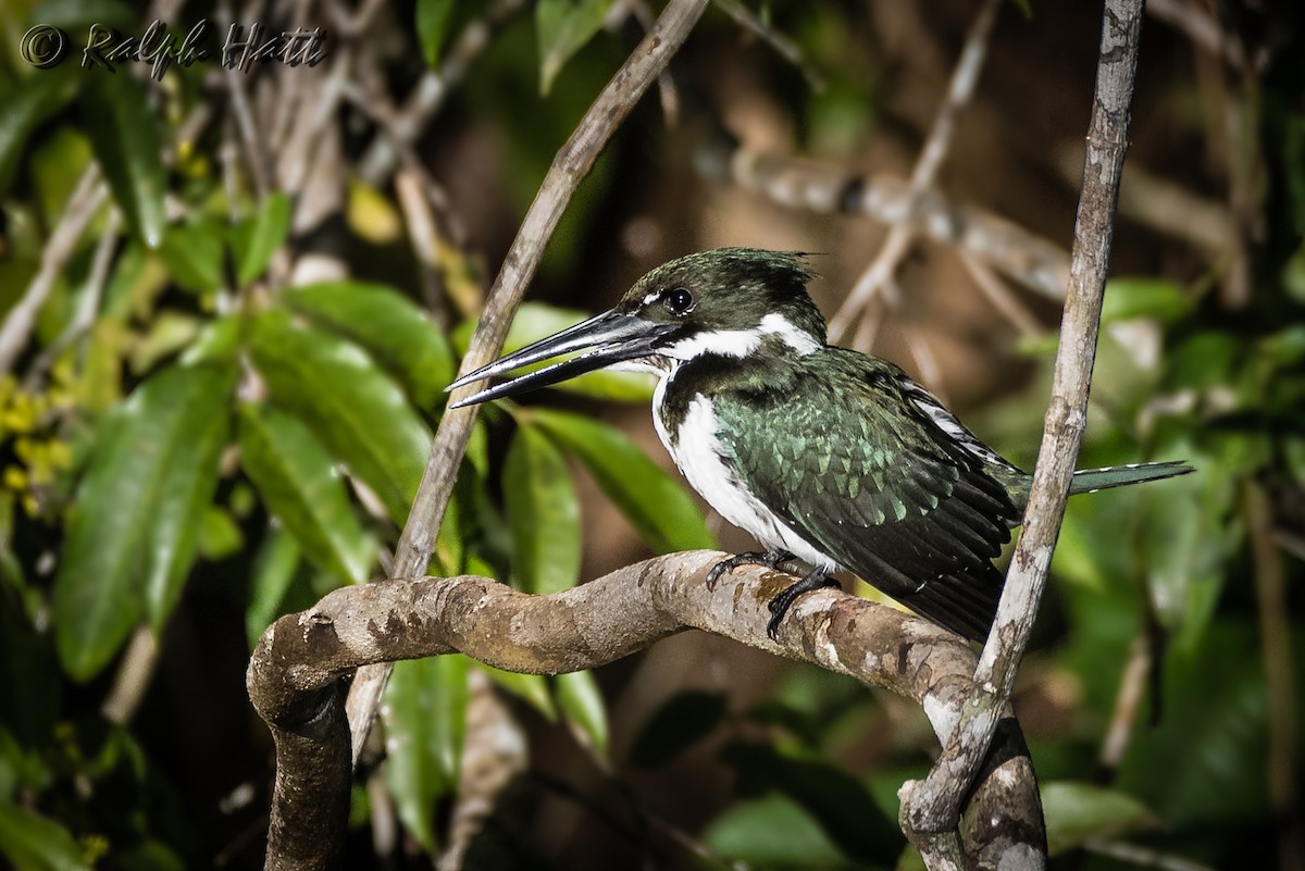 Amazon Kingfisher - Ralph Hatt