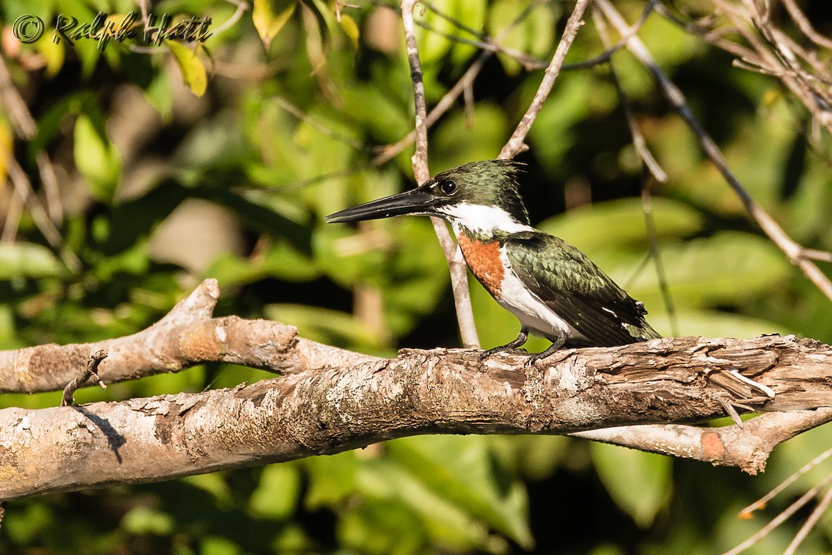Amazon Kingfisher - Ralph Hatt