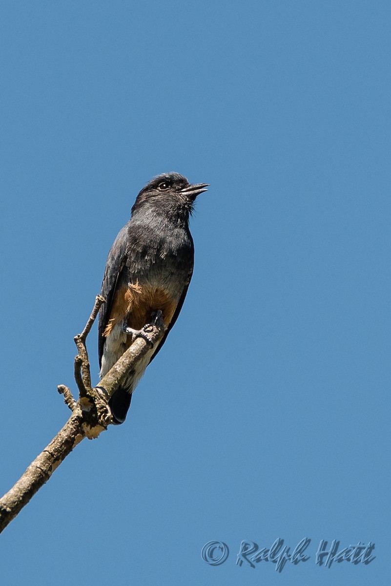 Swallow-winged Puffbird - Ralph Hatt