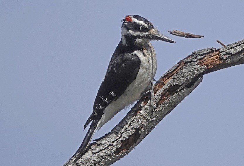Hairy Woodpecker - George Chapman