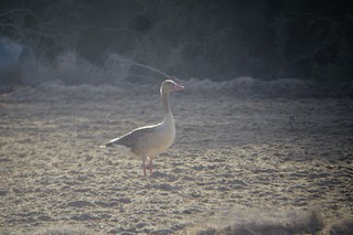 Graylag Goose (Siberian), ML214525221