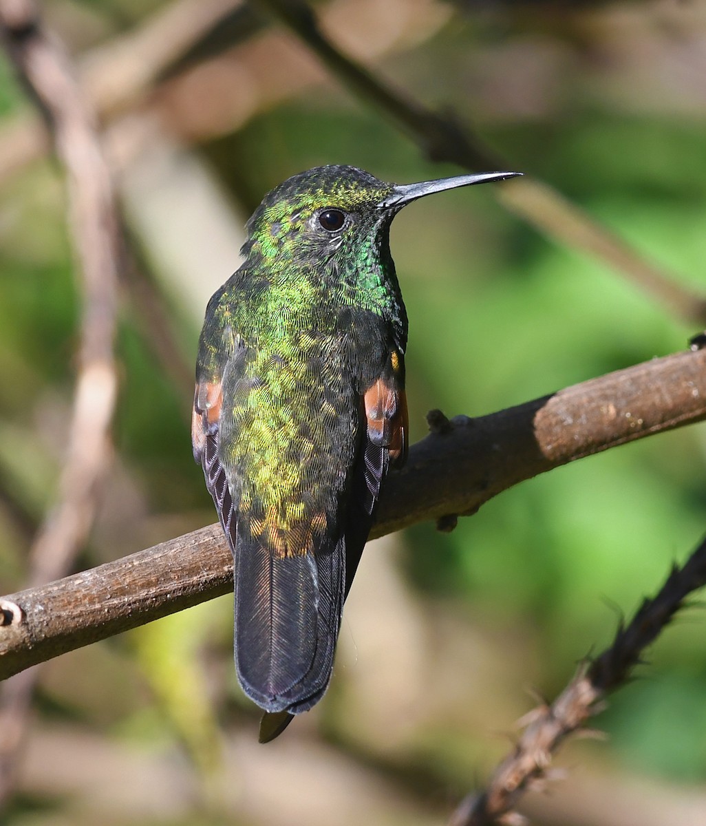 Stripe-tailed Hummingbird - Joshua Vandermeulen