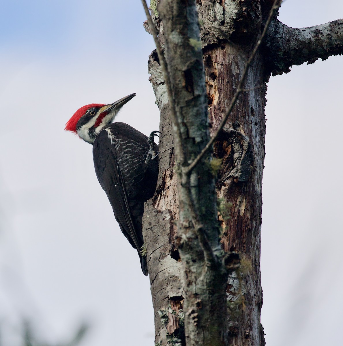 Pileated Woodpecker - Everett Clark