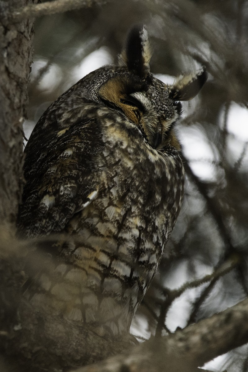 Long-eared Owl - ML214529981