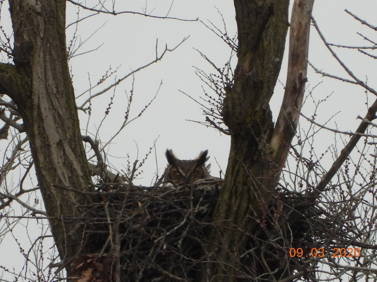 Great Horned Owl - ML214531621