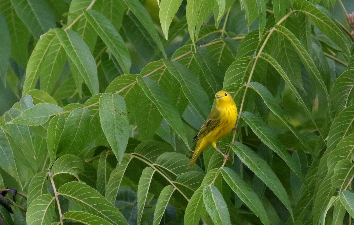 Yellow Warbler (Northern) - ML214534941