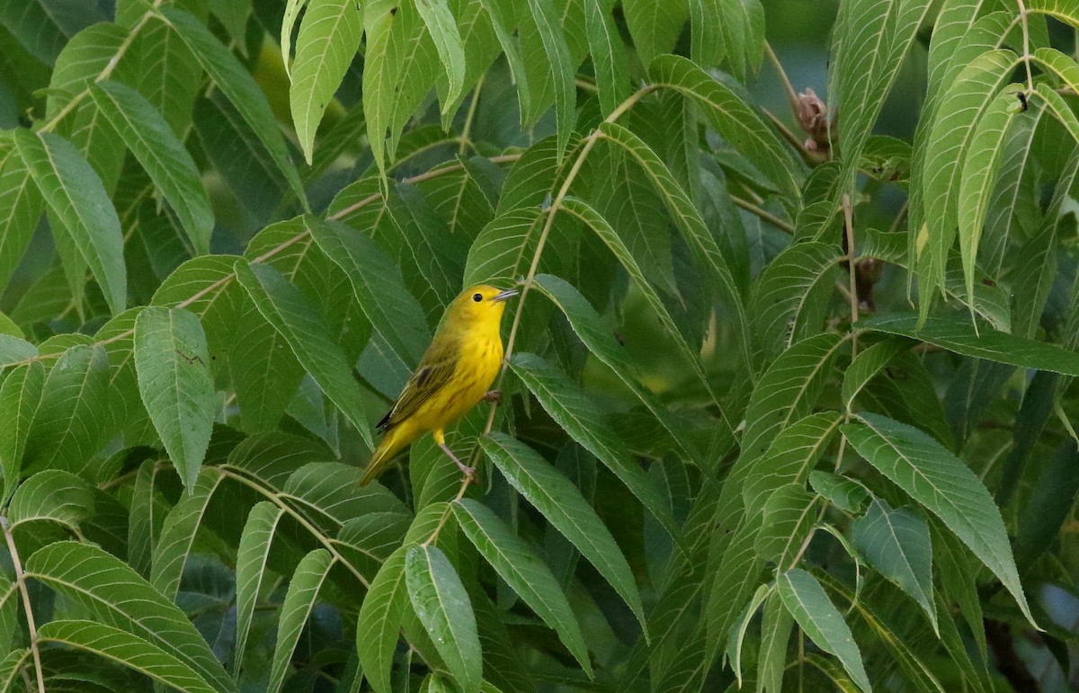 Yellow Warbler (Northern) - ML214534981