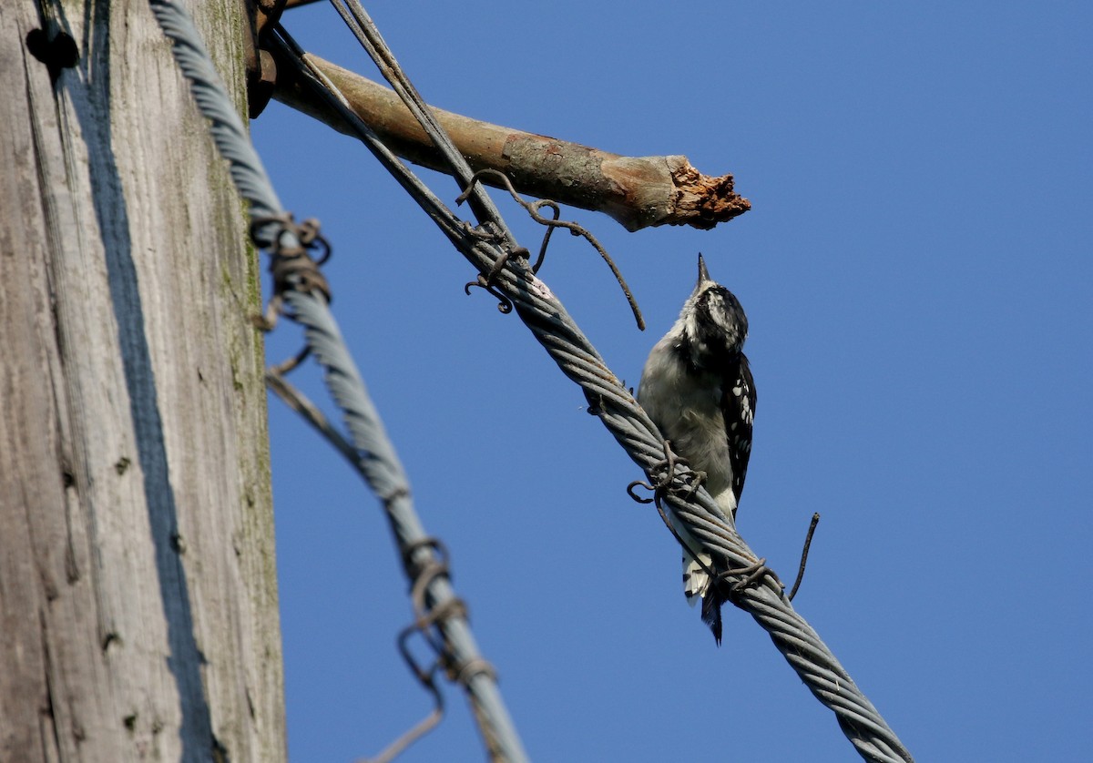 Downy Woodpecker (Eastern) - ML214535371