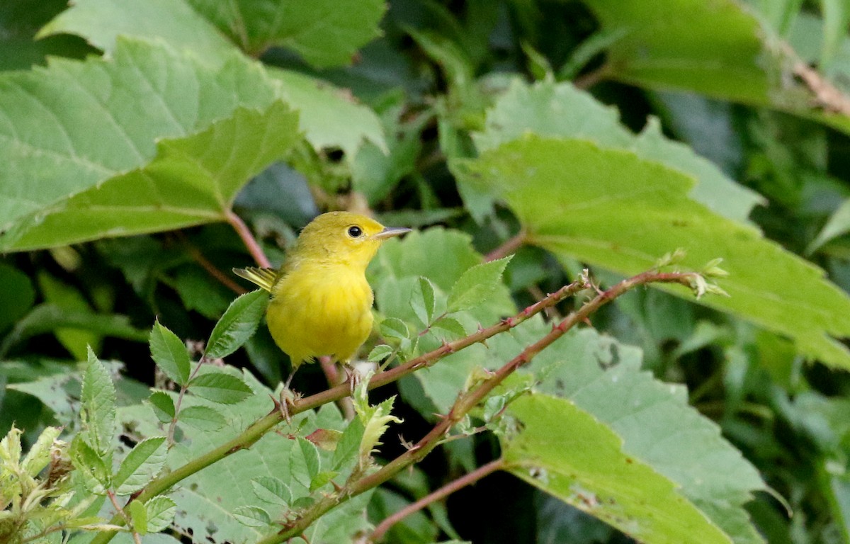 Yellow Warbler (Northern) - ML214535431