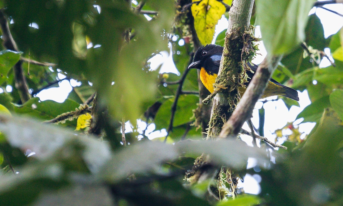 Black-and-gold Tanager - ML214536441