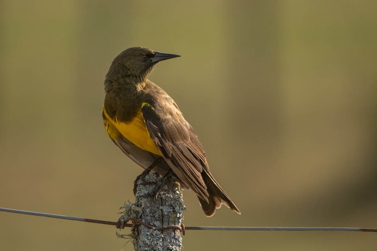 Brown-and-yellow Marshbird - Pablo Re