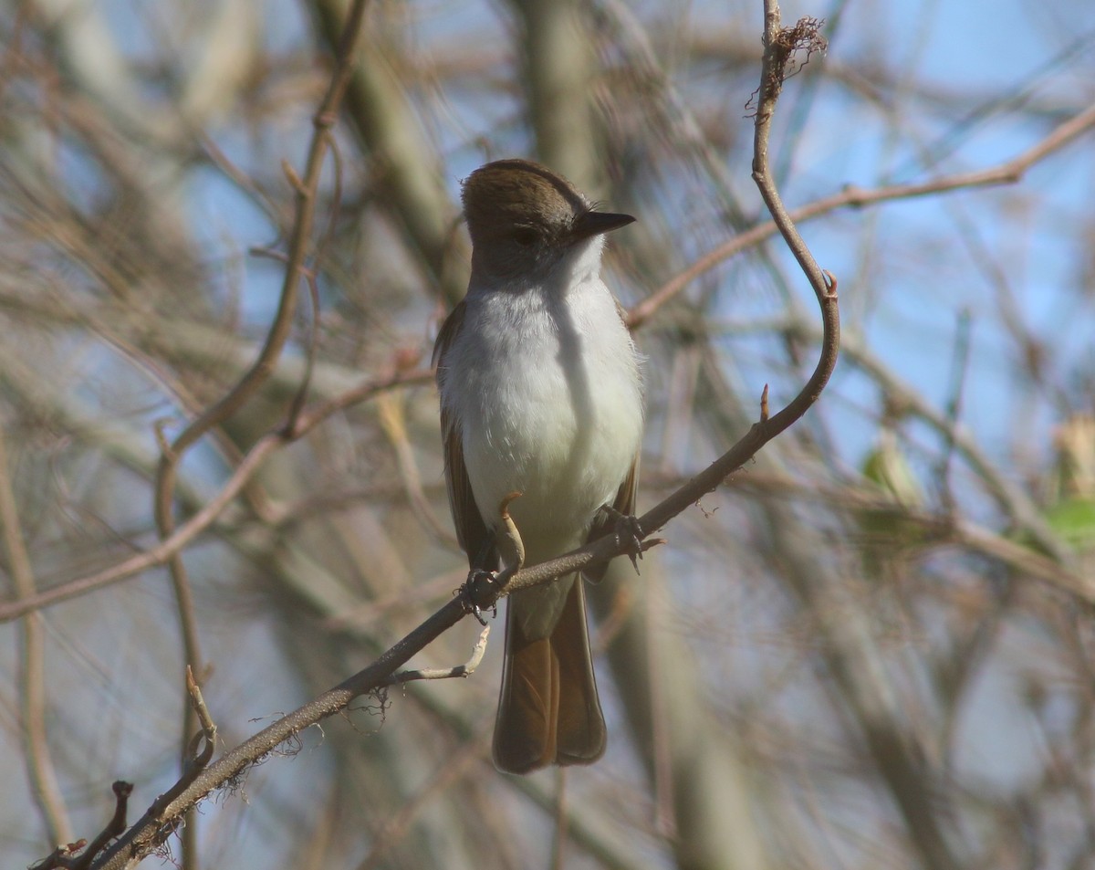 ebird-checklist-8-mar-2020-el-franco-lee-park-56-species
