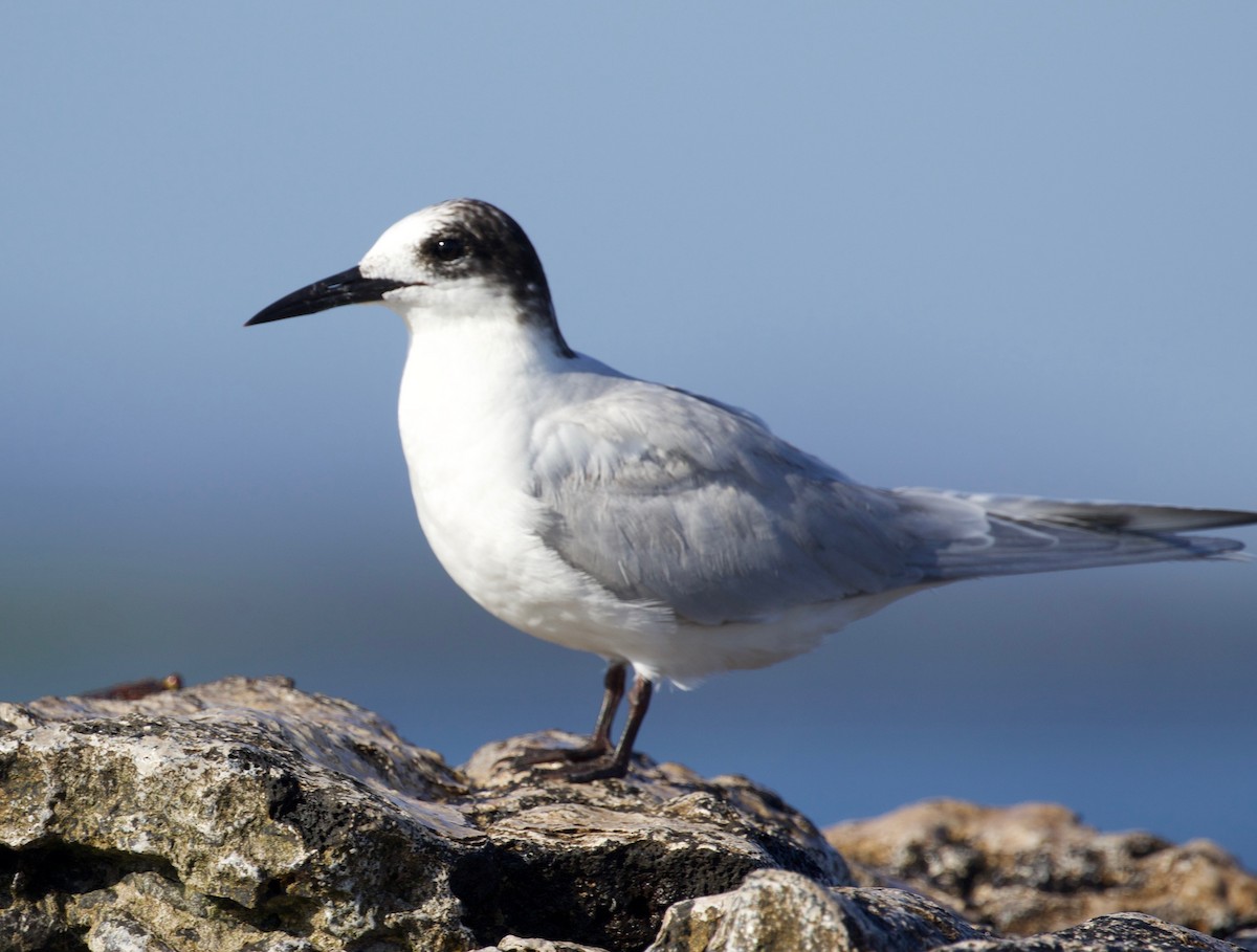 Common Tern - Ian Burgess