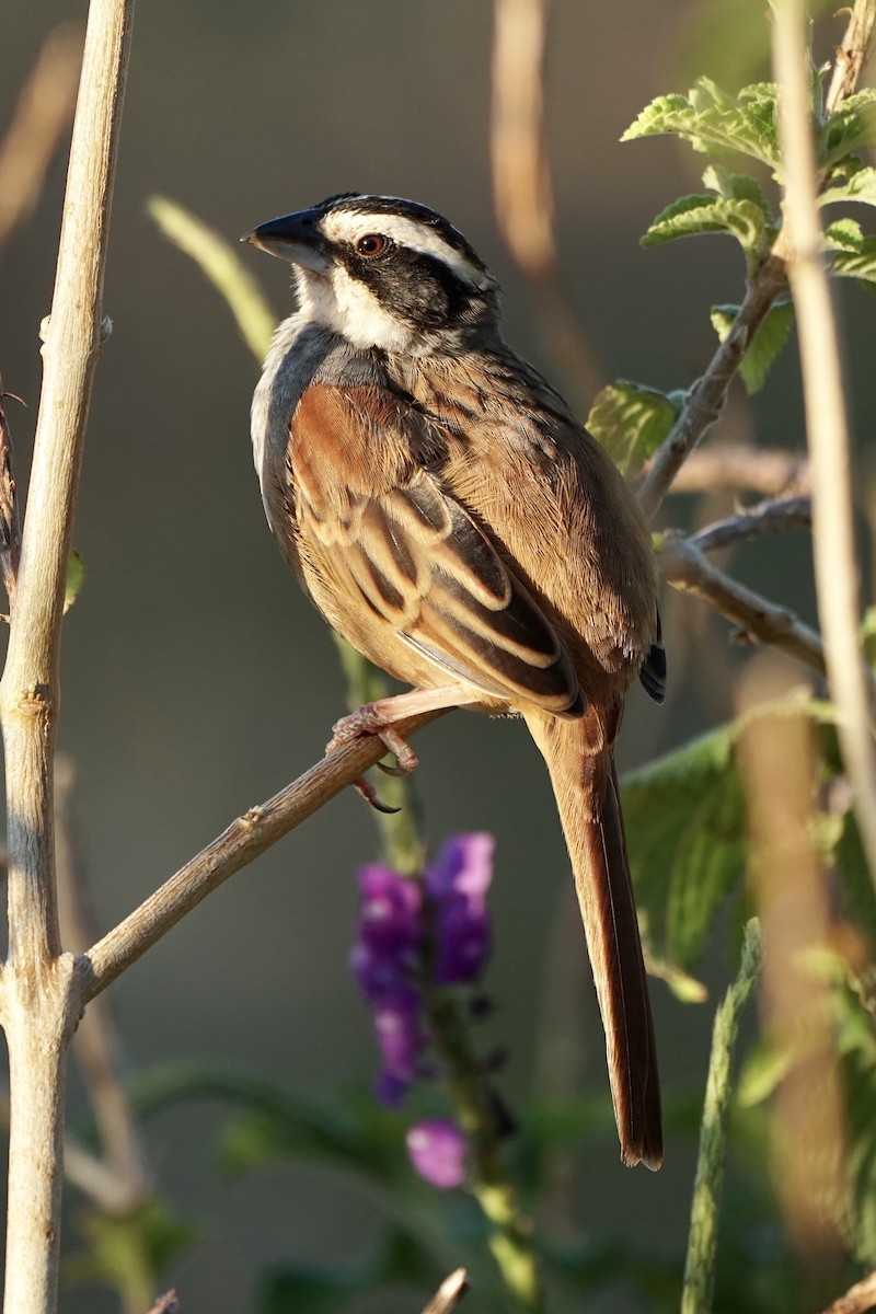 Stripe-headed Sparrow - Zeno Taylord-Hawk
