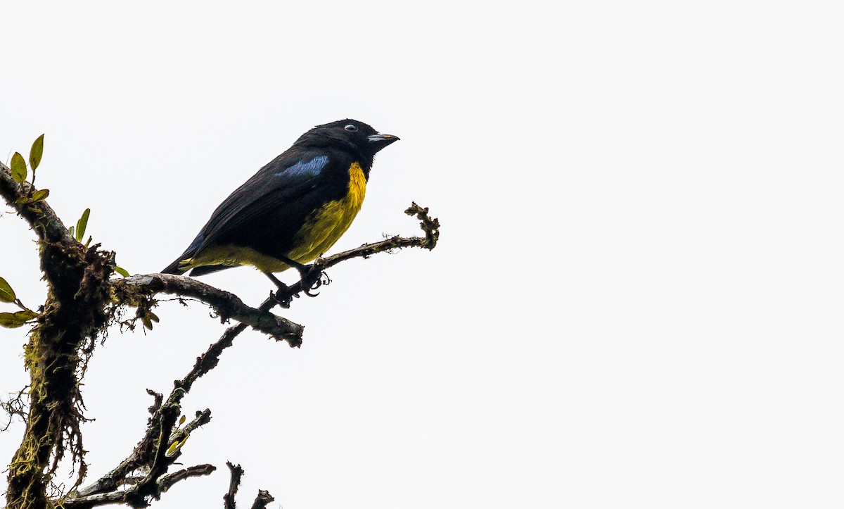 Black-and-gold Tanager - ML214539091