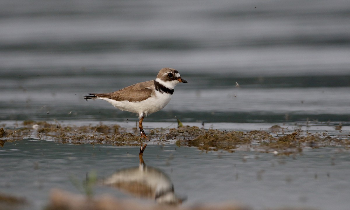 Semipalmated Plover - ML214543021