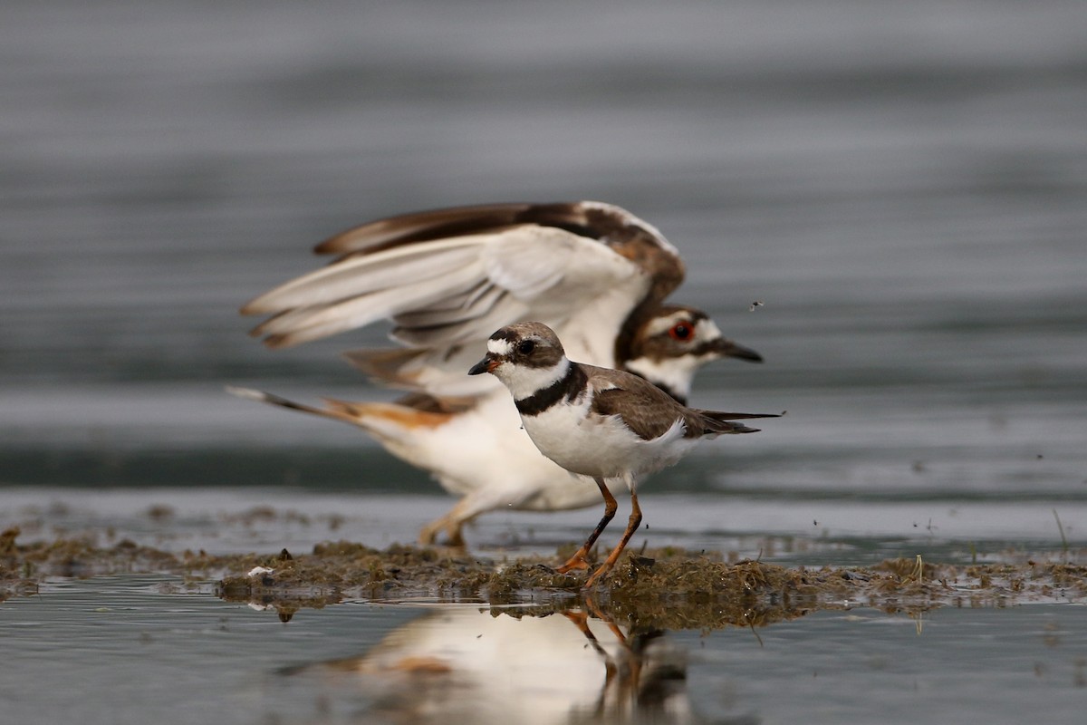 Semipalmated Plover - ML214543061
