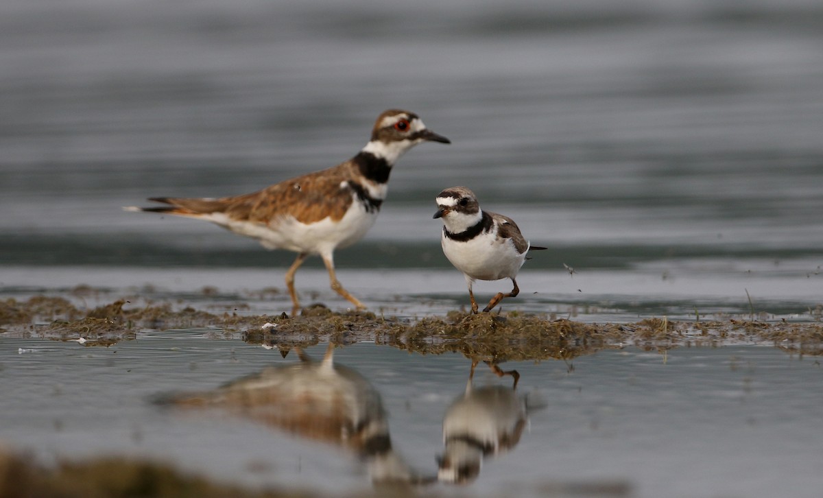 Semipalmated Plover - ML214543071