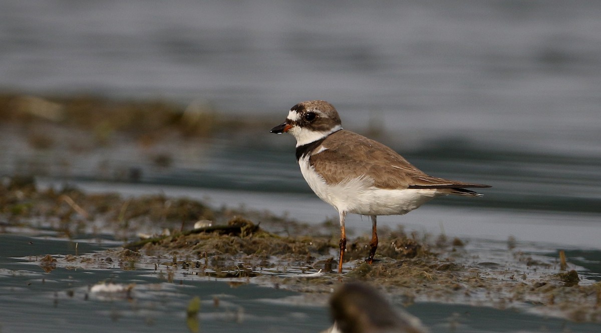 Semipalmated Plover - ML214543121