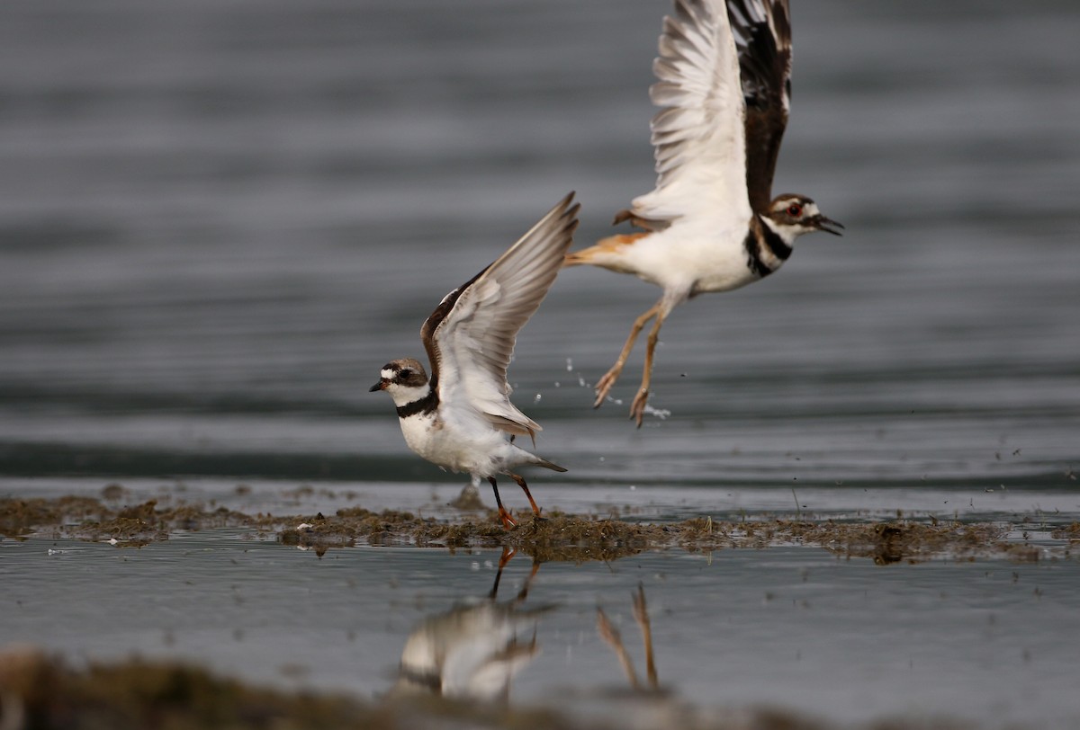Semipalmated Plover - ML214543131