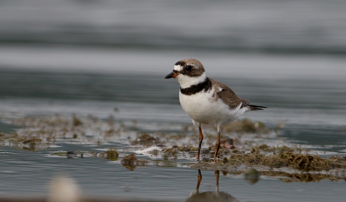 Semipalmated Plover - ML214543201
