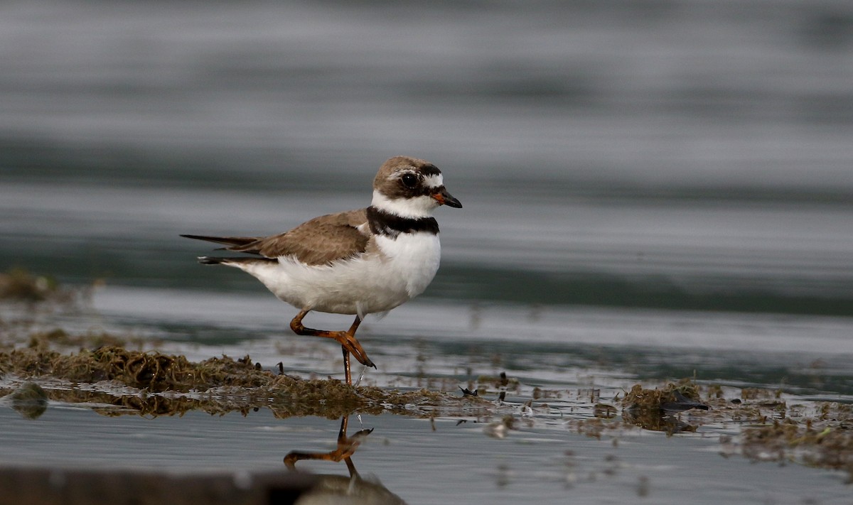 Semipalmated Plover - ML214543211