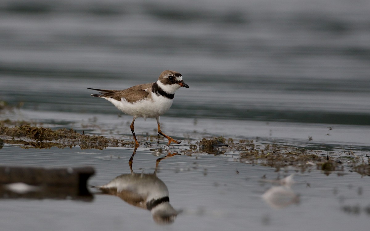 Semipalmated Plover - ML214543231