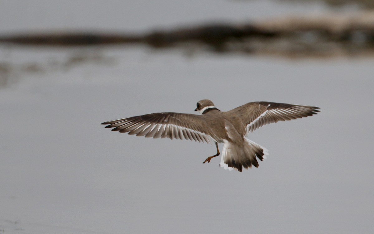 Semipalmated Plover - ML214543341
