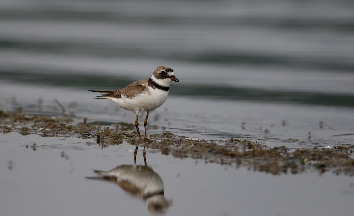 Semipalmated Plover - ML214543591