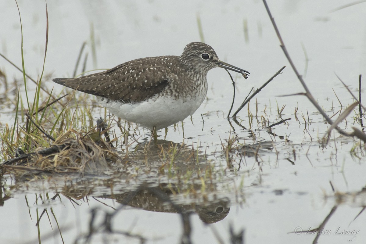 Solitary Sandpiper - Lucien Lemay