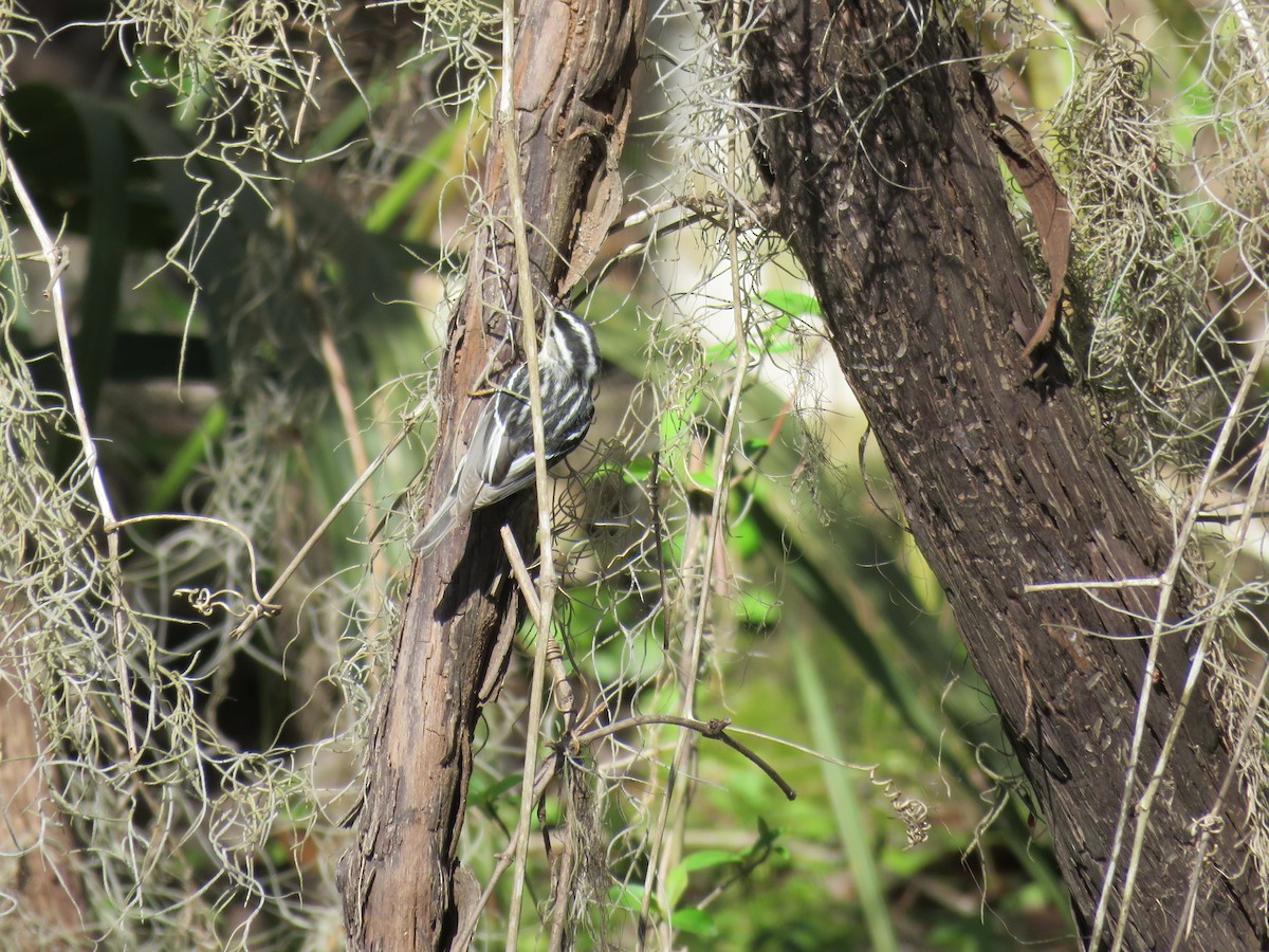 Black-and-white Warbler - ML214546021