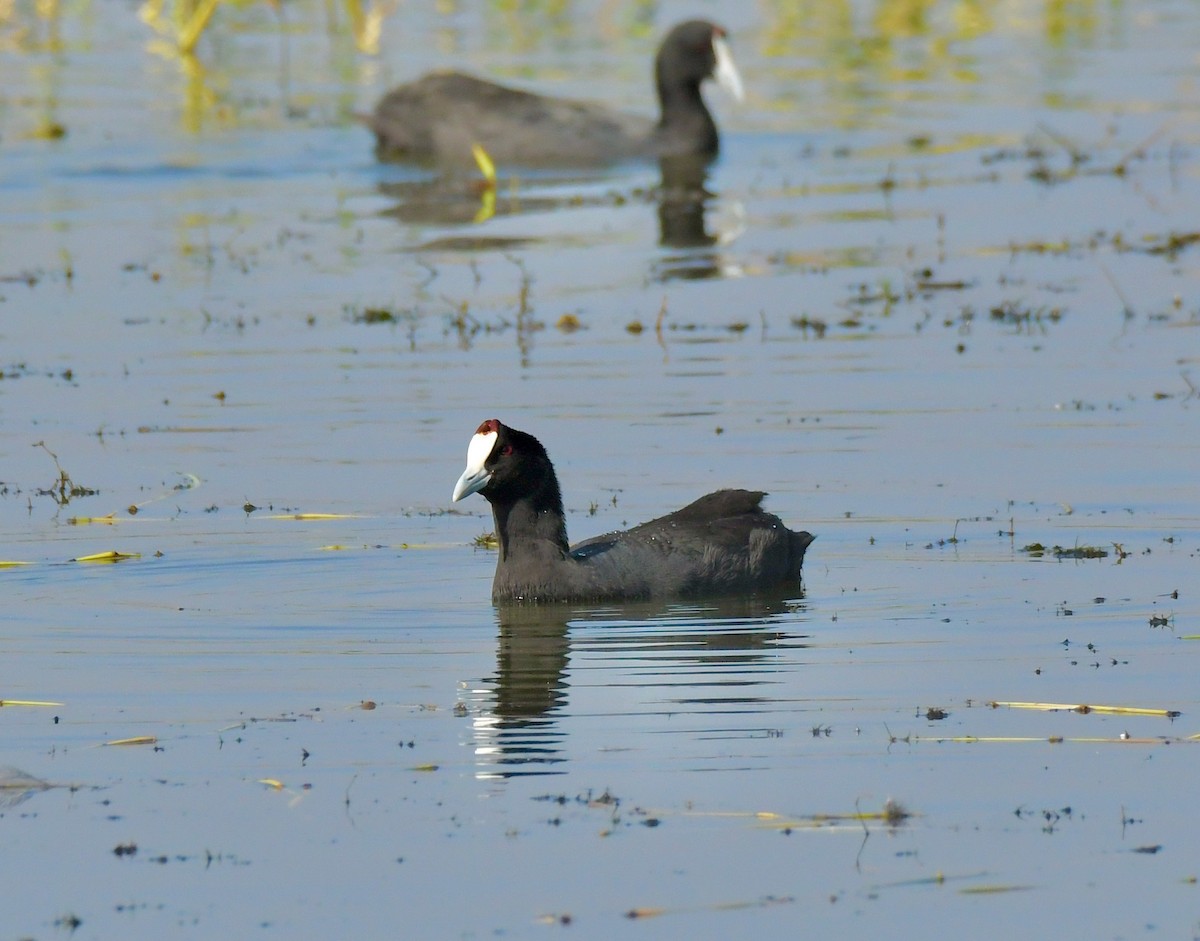 Red-knobbed Coot - Adam Dudley