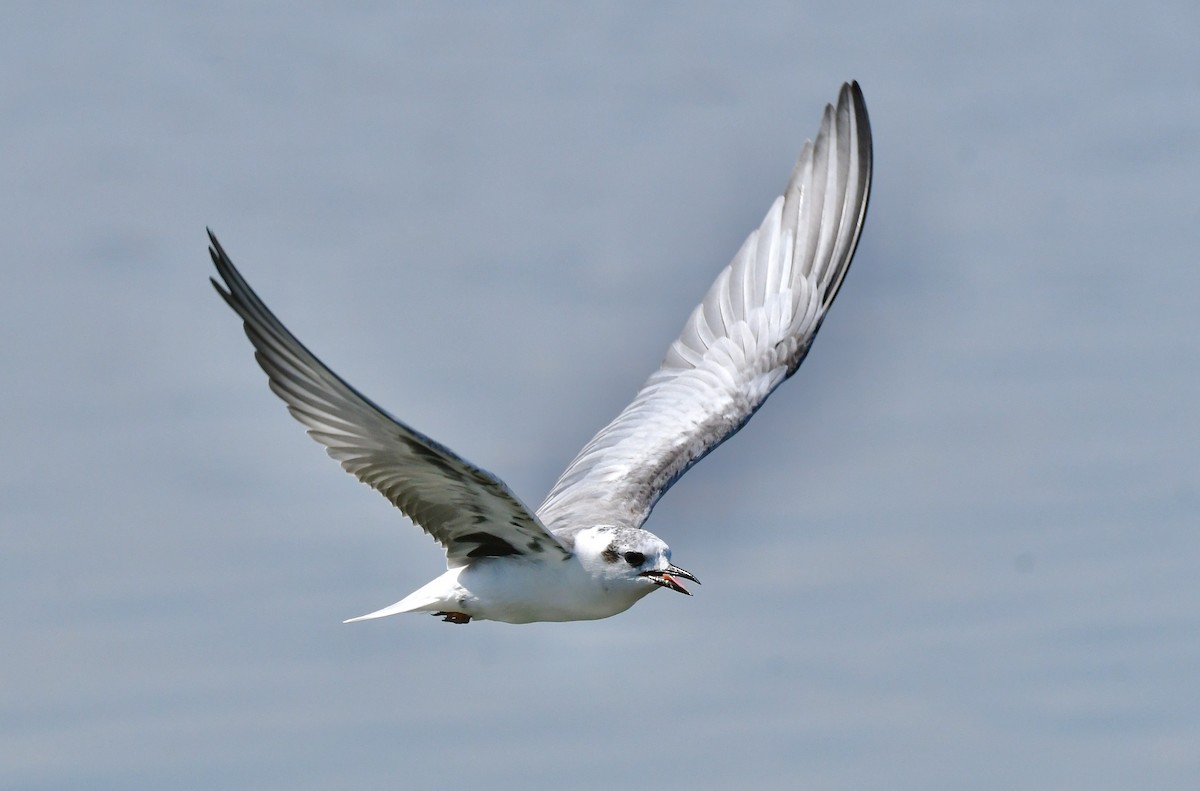 White-winged Tern - Adam Dudley