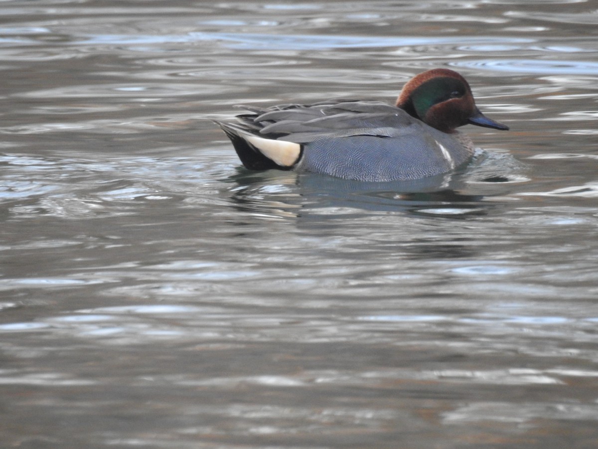 Green-winged Teal - Andrew Slater