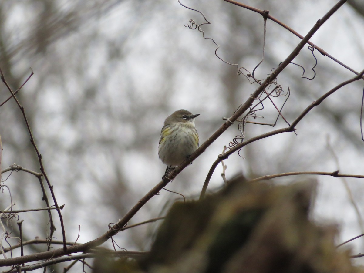 Yellow-rumped Warbler (Myrtle) - ML214549781
