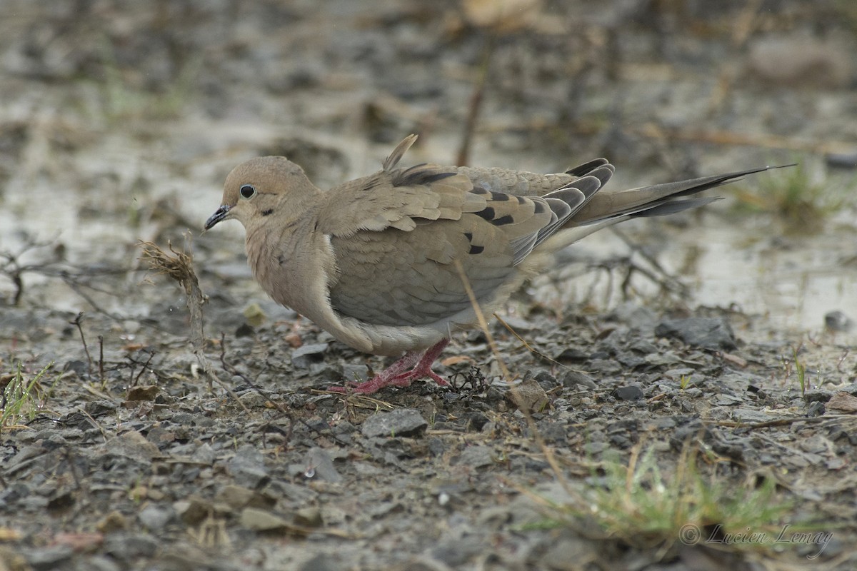 Mourning Dove - Lucien Lemay