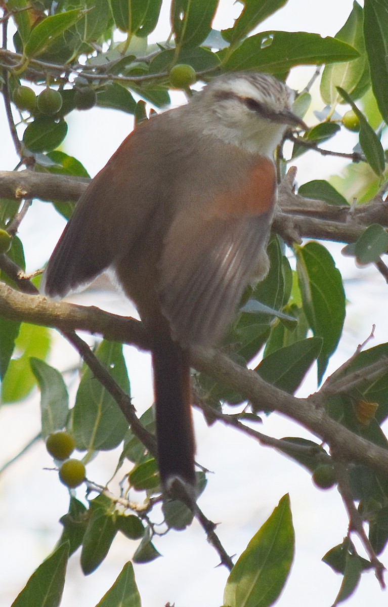 Stripe-crowned Spinetail - andres ebel