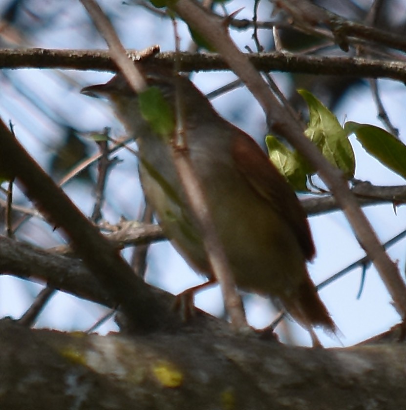 Sooty-fronted Spinetail - andres ebel